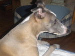 whippet Vinci Léonard XR de Chambord - Whippet
