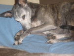 whippet - Jadyce of Cassandre de Rock Izella - Whippet