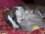 Photo de Whippet avec un chat - Whippet