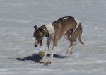Jeux de Whippet - Whippet
