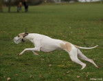 Ermine Hase du Bois Pacie - Whippet Femelle (2 ans)