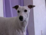 Darling - Whippet Femelle (3 ans)