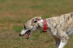 Photo Whippet
