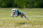 Photo Whippet