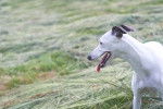 Photo Whippet