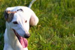 Photo Whippet