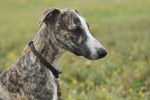 Photo Whippet