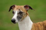Photo Whippet