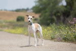 Photo Whippet