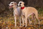 Photo Whippet