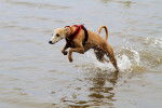 Photo Whippet