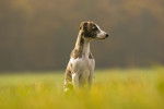 Photo Whippet