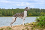 Un Whippet sur un terrain sableux et portant un collier autour du cou