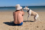 Un Whippet jouant avec son maître à la plage