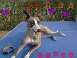 daisy - Whippet Femelle (1 an)