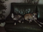 pamela - Whippet Femelle (10 ans)