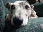 SHARON - Whippet Femelle (14 ans)