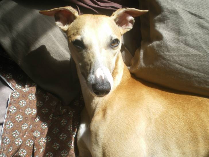 Curtys - Whippet Mâle (1 an)