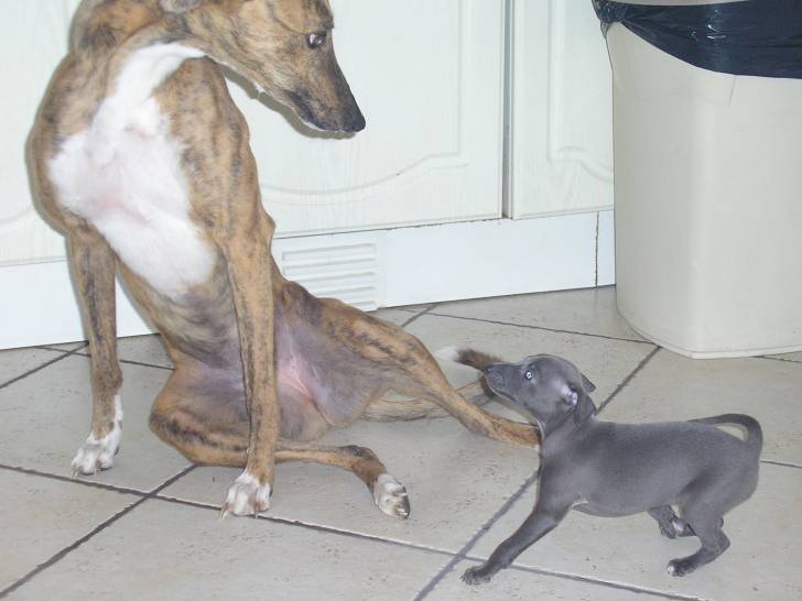 ruby - Whippet Femelle (3 ans)