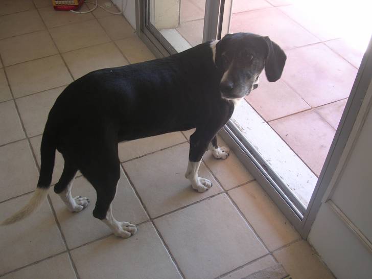 Souitchy - Whippet Femelle (5 ans)