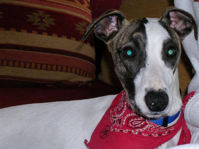 Lévrier Whippet Alto - Whippet
