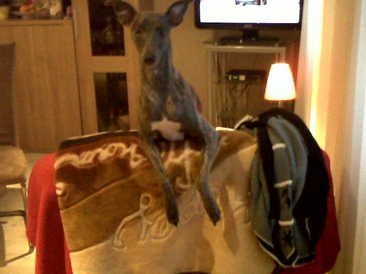 farrah - Whippet Femelle (11 mois)