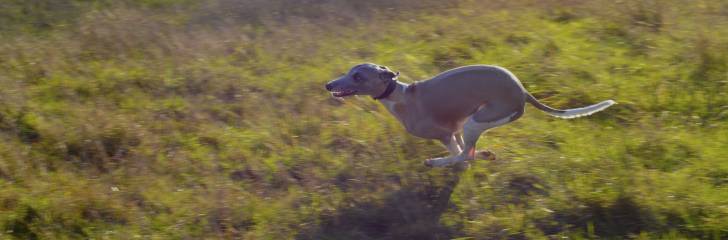 Le Lévrier Whippet