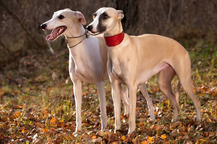 Photo Whippet