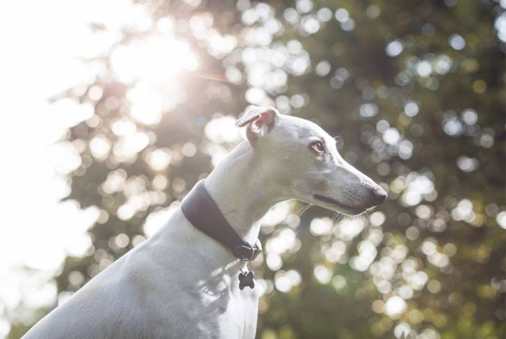Photo Whippet