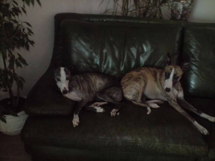 pamela - Whippet Femelle (10 ans)