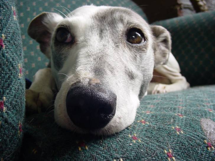 SHARON - Whippet Femelle (14 ans)