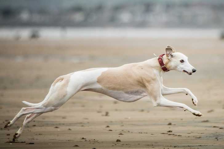 Photo Whippet