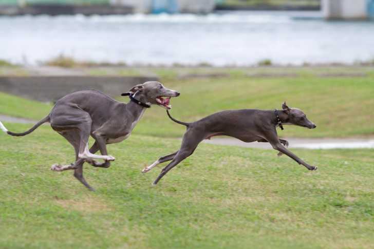 Photo Whippet