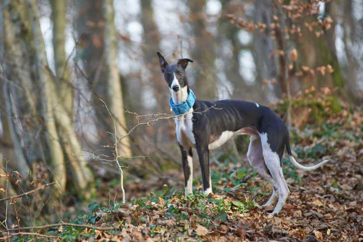 Photo Whippet