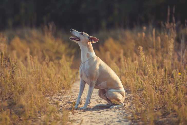 Photo Whippet