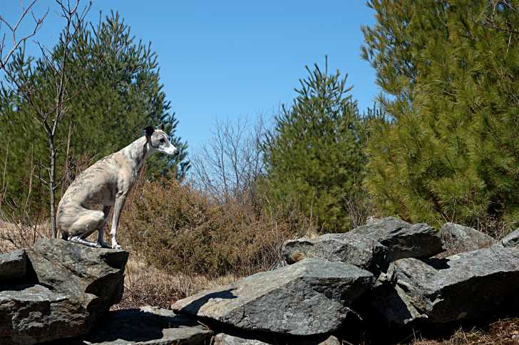 Photo Whippet