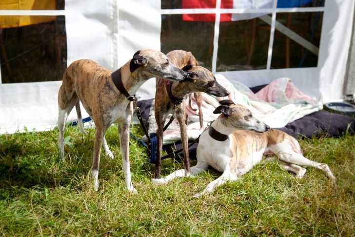 Photo Whippet