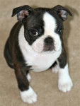 Bella - Boston Terrier (1 an)