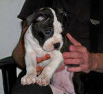 Sargie (Sergeant-Major - Boston Terrier Mâle (3 mois)