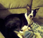 Pepper - Boston Terrier Mâle (1 an)