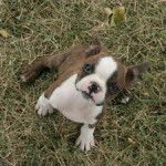 Bubbles - Boston Terrier