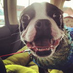 this is my sweetie dami (means rice grain in chinese) - Boston Terrier (1 an)