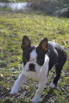 Ilton - Boston Terrier Mâle (4 mois)