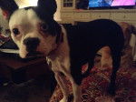 Grace - Boston Terrier (11 mois)