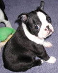 Terrier de Boston - Boston Terrier