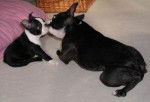 Terrier de Boston - Boston Terrier