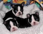 Terrier de Boston - Boston Terrier
