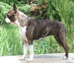 Terrier de Boston - Boston Terrier