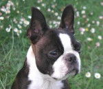 Terrier de Boston - Boston Terrier