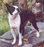 Terrier de Boston - Boston Terrier